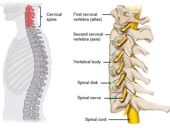 Cervical spine anatomy showing the vertebrae and discs of the neck